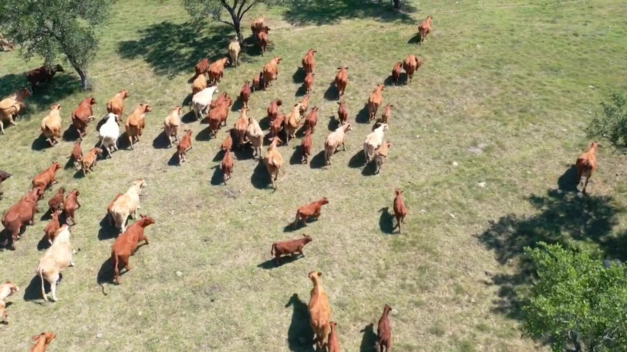 Lyssy Beefmasters Ranch Video